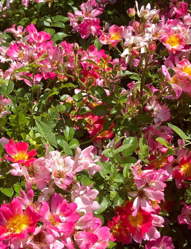 This bee lands on these flowers on May 20, 2023, in
the Cleveland County Master Gardener Association
Garden. These flowers are named Rosa ‘Lavender
Dream’.