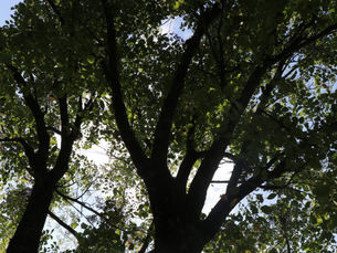 Environmental Issues A Priority In Presidential Campaign
