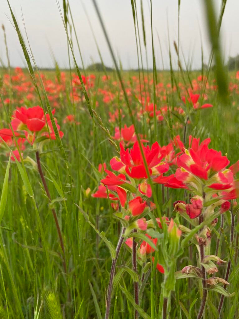 The Indian Paintbrushes peek through the grass in a
field in Moore, Okla., on May 7, 2023. Indian
Paintbrushes are only found in states the border the
Mississippi River.
